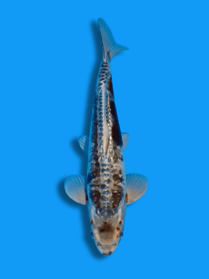 Big Scale Doitsu Kawarimono | Koi&Co.